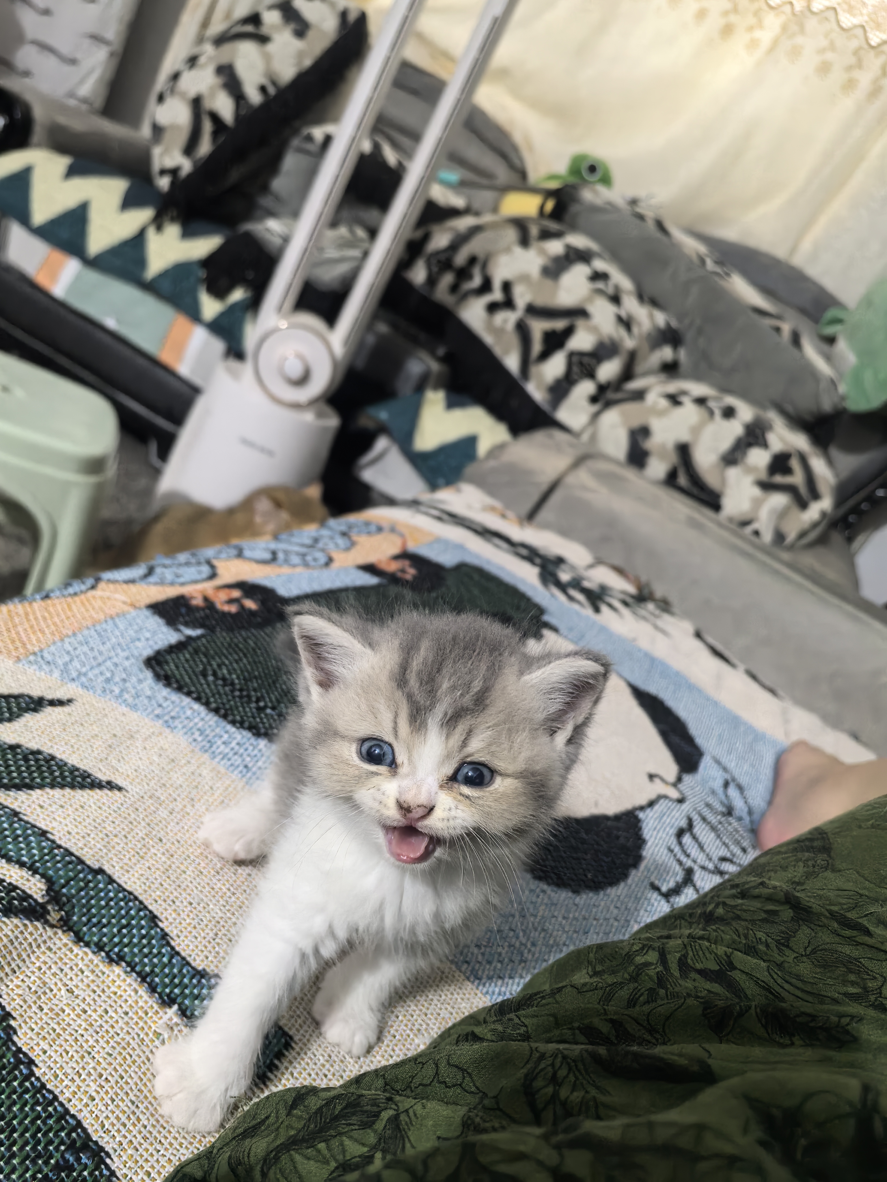 可爱的小猪咪